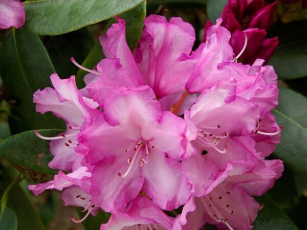 Rhododendron de Yakushima Blurettia