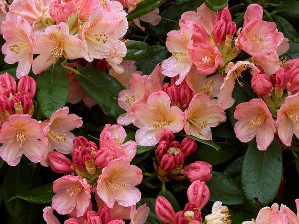 Rhododendron de Yakushima Percy Wiseman