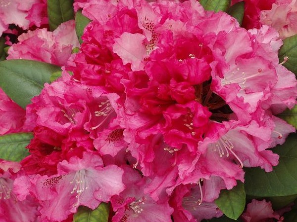 Rhododendron de Yakushima Sonatine