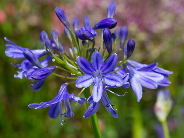 Agapanthe Lapis Lazuli