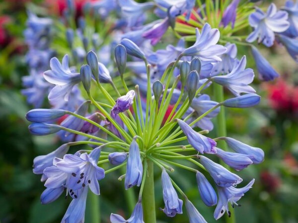 Agapanthe caduque Southern Cross