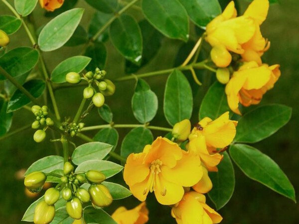 Cassia floribonde