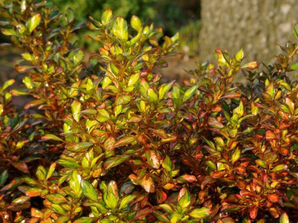 Coprosma Evening Glow