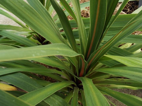 Cordyline Peko