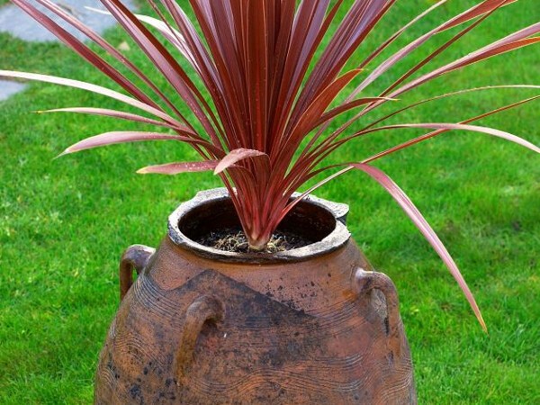 Cordyline d'Australie Red Star