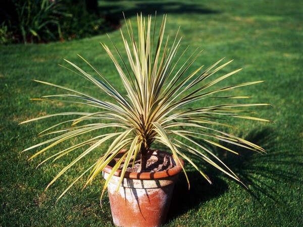 Cordyline d'Australie Torbay Dazzler