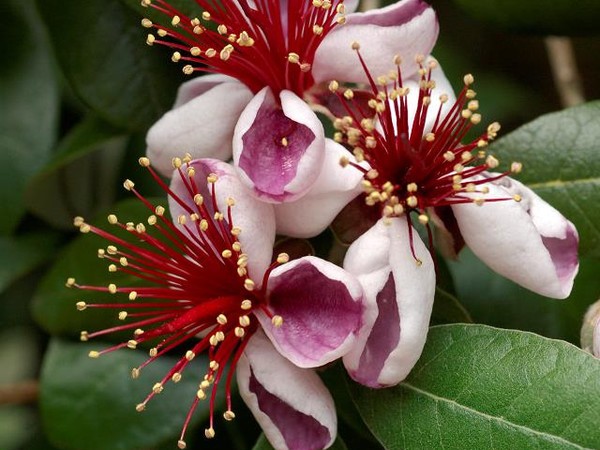 Feijoa goyave du brésil