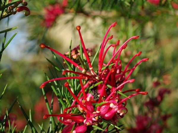 Grevillea juniperina