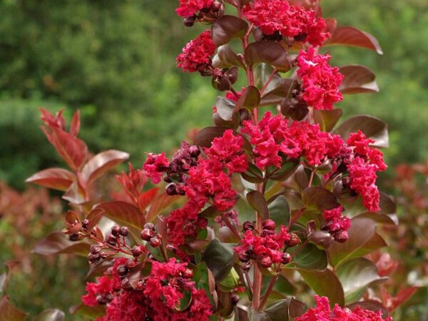 Lilas des indes DYNAMITE, Lilas d'été