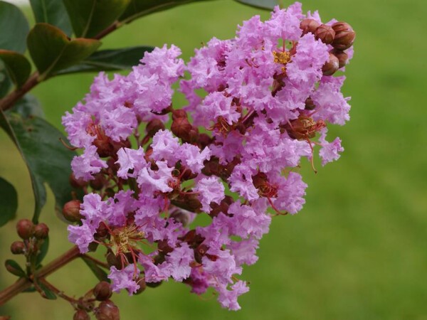 Lilas des Indes LILAC GRAND SUD®, Lilas d'été, 