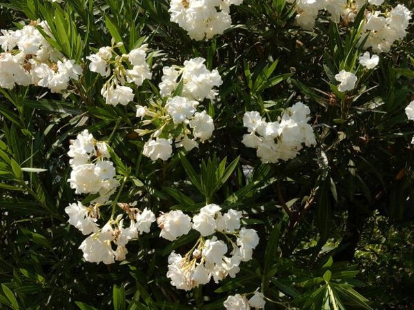 Laurier-rose à fleurs blanches