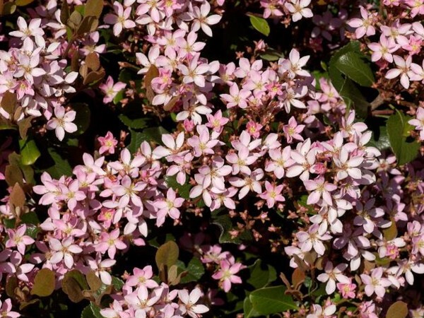 Rhaphiolepis des Indes Springtime