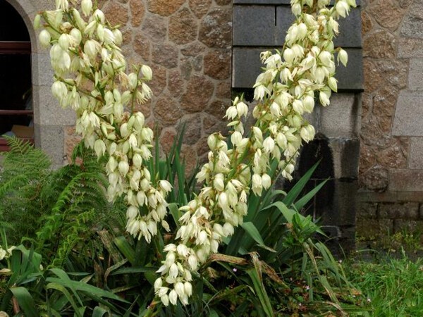 Yucca herbe à soie