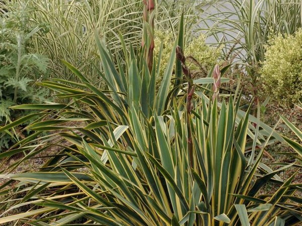 Yucca herbe à soie Bright Edge