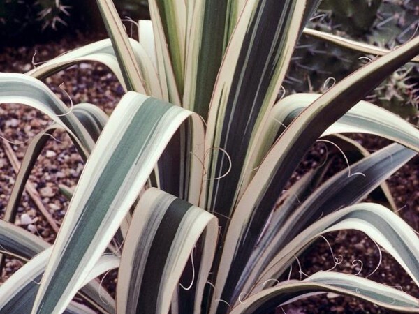 Yucca herbe à soie Ivory Tower