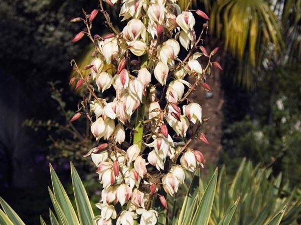 Yucca superbe panaché