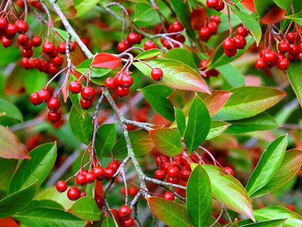 Aronia à feuilles d'arbousier Brilliant