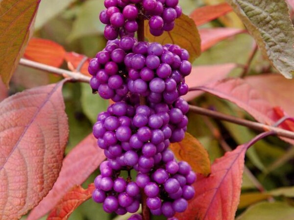 Callicarpa de Bodinier IMPERIAL PEARL®