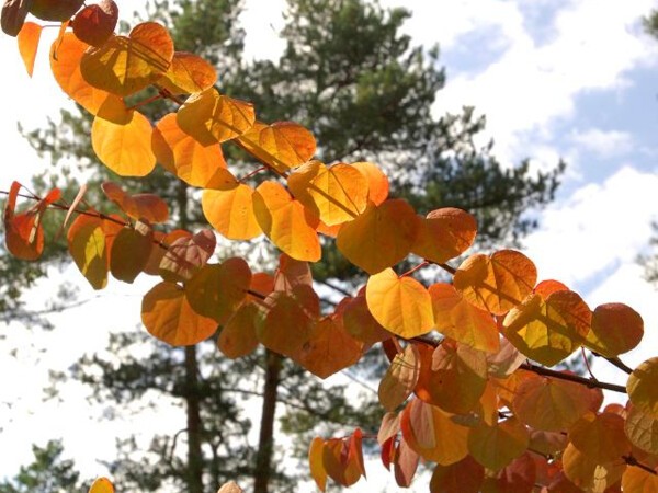 Arbre au caramel, Katsura