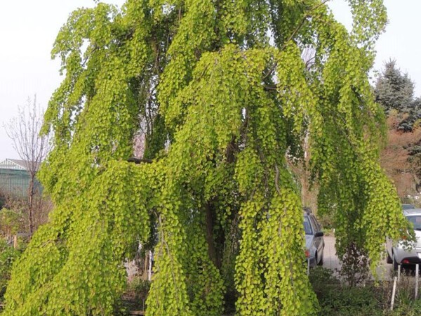 Arbre au caramel pleureur