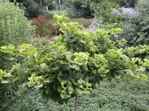 Arbre aux quarante écus Mariken