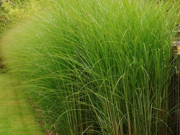 Roseau de Chine Gracillimus, miscanthus, Eulalie