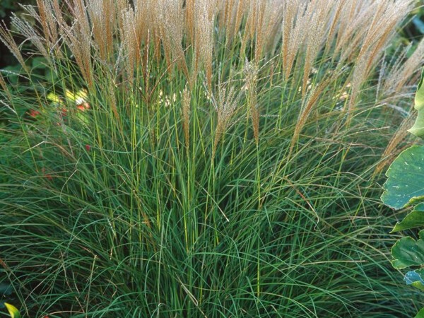 Roseau de Chine Kleine Silberpinne, miscanthus