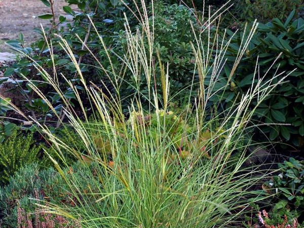 Roseau de Yakushima, miscanthus, Eulalie