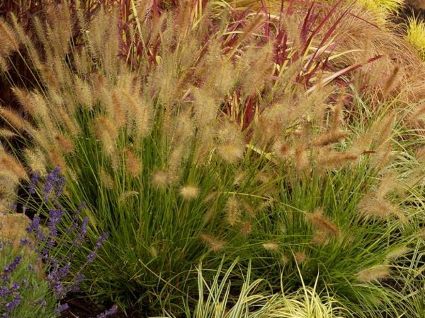 Herbe aux écouvillons Hameln