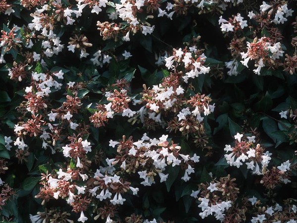 Abélia à grandes fleurs Semperflorens