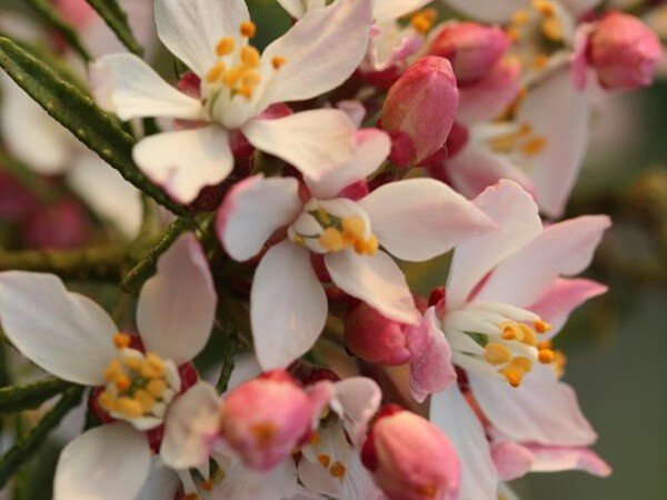 Oranger du Mexique APPLE BLOSSOM®