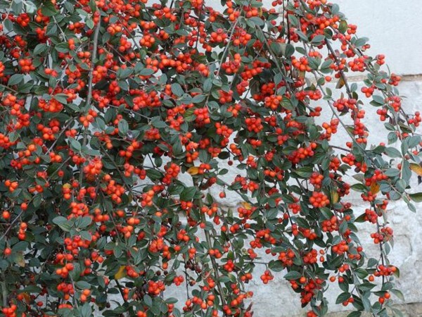 Cotoneaster de Franchet