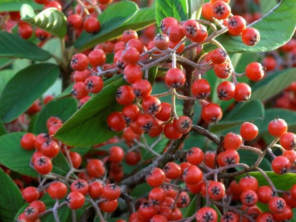 Cotoneaster laiteux