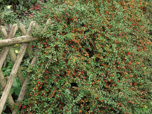 Cotoneaster Skogholm