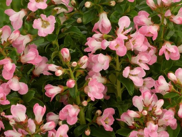 Escallonia Apple Blossom