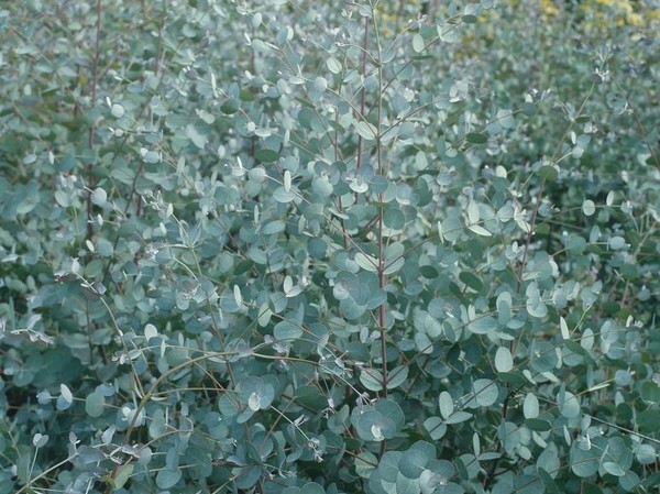 Eucalyptus de Gunn, gommier