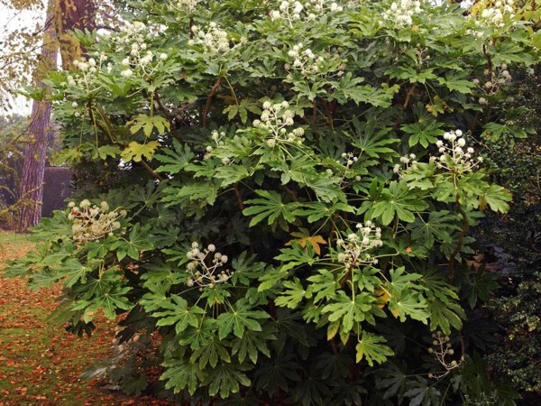 Fatsia du japon