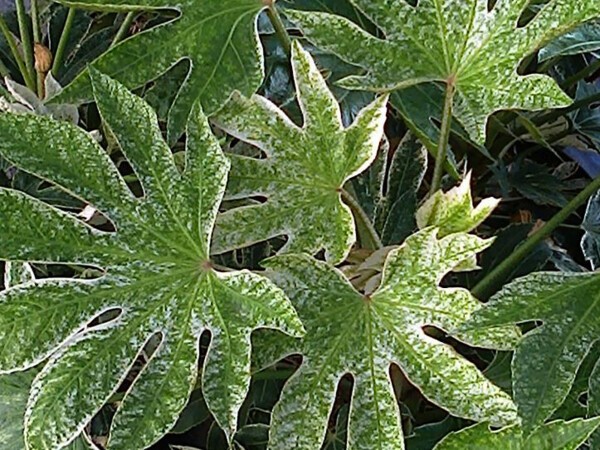 Fatsia du Japon Spider's Web