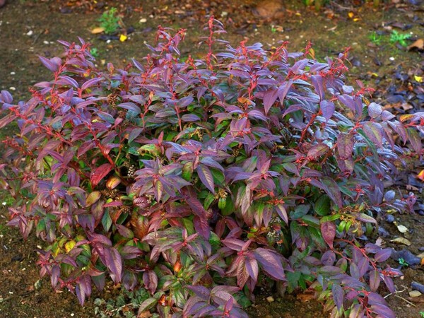 Leucothoé Scarletta