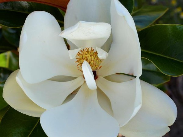 Magnolia à grandes fleurs Bracken's Brown Beauty