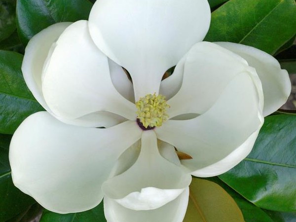 Magnolia à grandes fleurs Francois Treyve=Treyvei