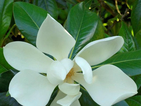 Magnolia à grandes fleurs de la Galissoniere