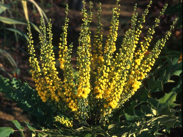 Mahonia hybride Winter Sun