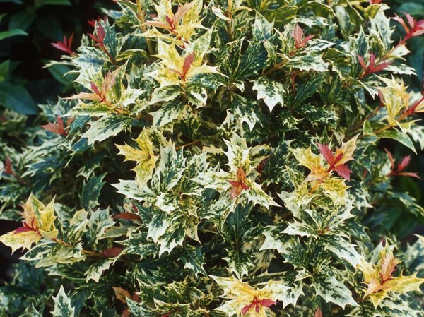 Osmanthe à feuilles de houx Tricolore