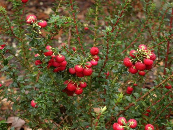 Pernettya mucronata = Gaultheria mucronata