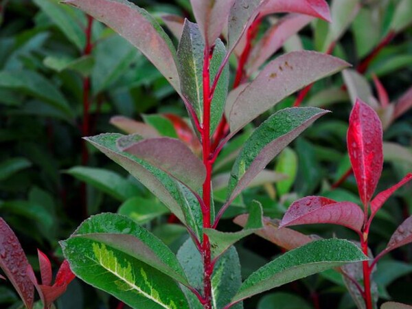 Photinia de Fraser BATON ROUGE®