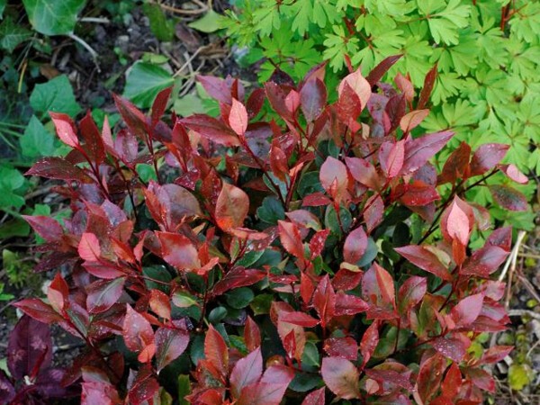 Photinia hybride Little Red Robin