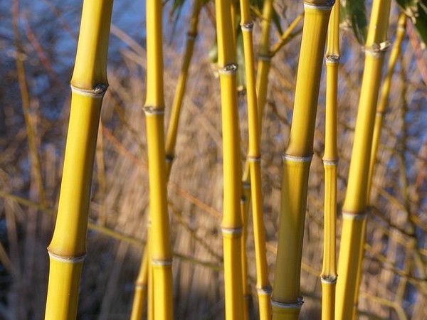 Bambou aureosulcata aureocaulis