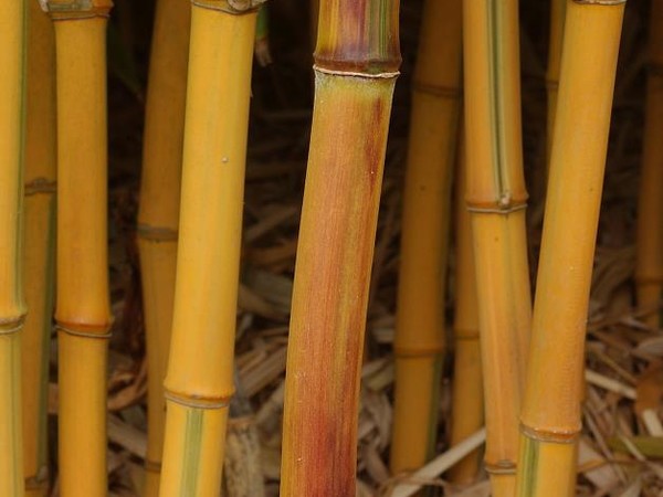 Bambou aureosulcata spectabilis