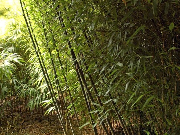Bambou bissetii